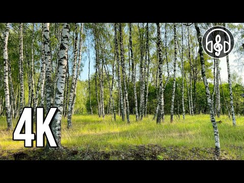 How beautifully the nightingale sings. 10 hours of the best morning nightingale singing.