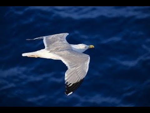 La gavina lletra amb Arrels Cor de noies  #lletreshavaneres  #havaneres