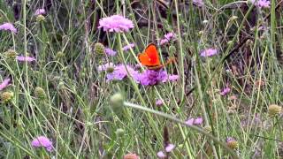 Papillons - Lézard - Abeilles - Hautes Alpes - Butterfly - Lizard - Bees