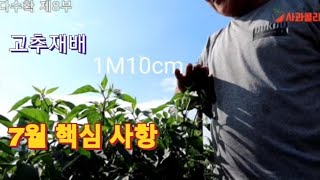 [다수확 고추재배] 제8부/반드시 엽면시비 하여야