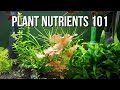 How To Fix Nutrient Deficiencies In Your Planted Aquarium