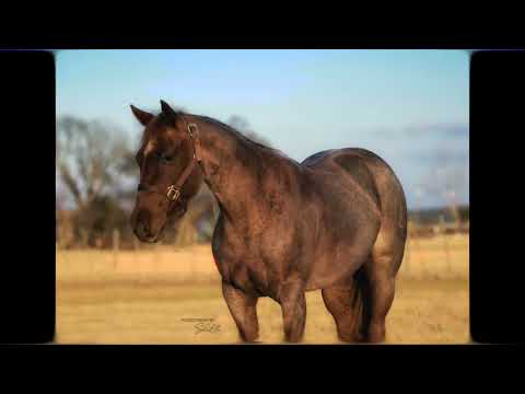 RJ OLENA SANNMAN 2019 Red Roan Mare in training with William Turner