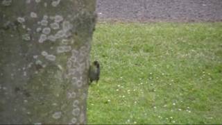 preview picture of video 'Chesterfield Country Retreat, Co'path - Blue Tit Fledglings'