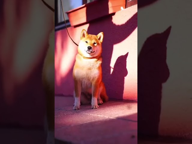 Shiba Inu welpen kaufen