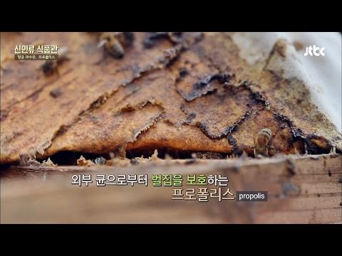 , title : '벌집의 보호막인 '프로폴리스' 항생제 역할 신인류 식품관 17회'