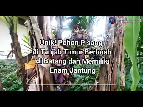 Unik! Pohon Pisang di Tanjab Timur Berbuah di Batang