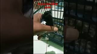 Download lagu kumpulan kacer jinak #antara #kicaumania #persatuanpecintakacermania #kacerfulltarung mp3 Download lagu kumpulan kacer jinak #antara #kicaumania #persatuanpecintakacermania #kacerfulltarung mp3
