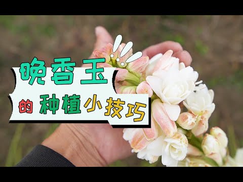 晚香玉 種植