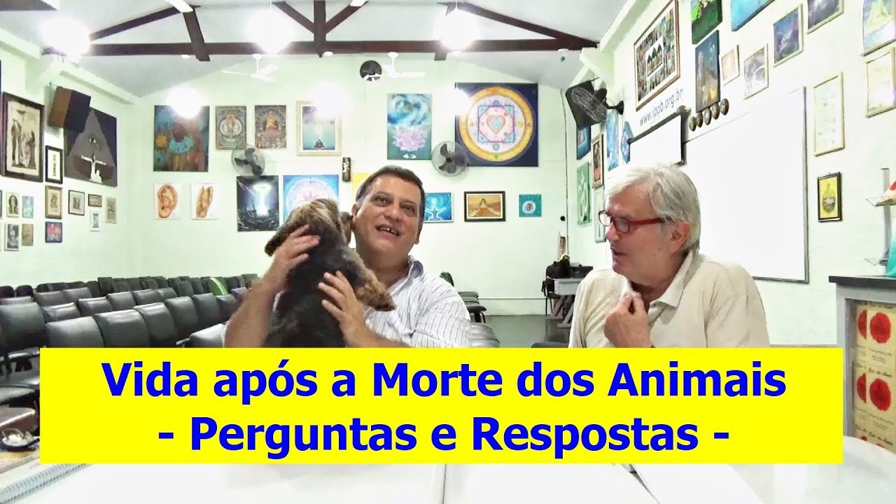 Vida Após a Morte dos Animais - Perguntas e Respostas | # 8 Stum Pet