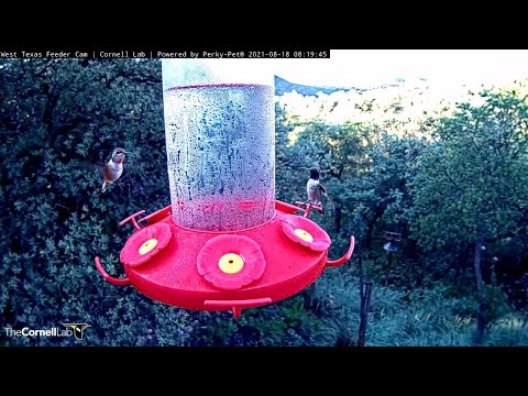 Female Rufous Hummingbird Displaces Broad-tailed Hummingbird In West Texas – Aug. 18, 2021