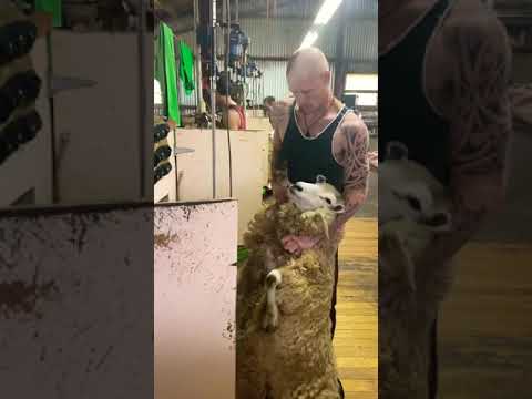 New Zealand Sheep Shearing