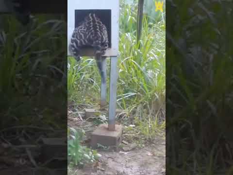 ocelot vs coati fighting #youtubeshorts #viral #selfconfidence #tending