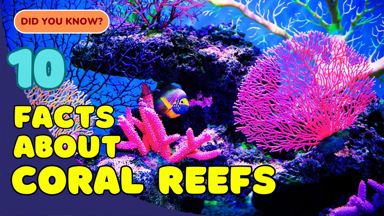 10 Incredible Facts About Coral Reefs You Didn’t Know! 🐠🌊