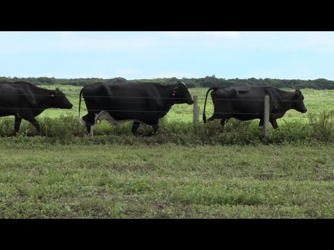 Criadores de Agricolândia e Queimada Nova perdem gados devido a tempestades 11 02 2023