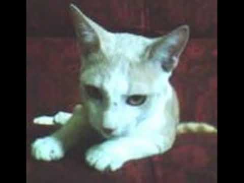 Tikamaro,Liria,Stive e os filhotes