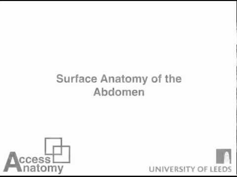 Surface Anatomy of Abdomen