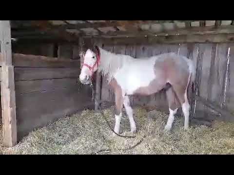 MUSTANG MAKEOVER 2018 // Update 1 TAG 4235 - Ankunft bei Sonja Kutter