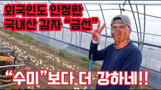 감자 재배 올해 정말 고생이 많았지만 수미 보다 더 강…