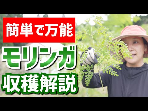 モリンガ オレイフェラについて詳しく解説