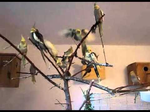 parrots at home papugi w domu