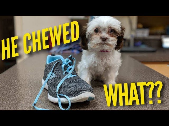 He Chewed What? Dr Sam Explains How To Make It Stop