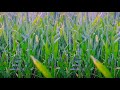 Nature Clips 30 Sec