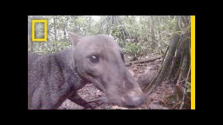 See an Extremely Rare Jungle Dog | National Geographic