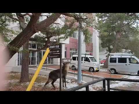 秋田大学手形キャンパス内にカモシカが現れました！