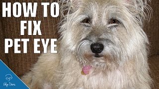 How to Fix Pet Eye: PHOTSHOP TUTORIAL #68