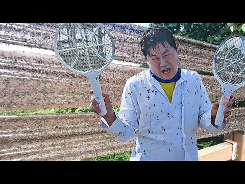 계양산 러브버그 직접 가보기 - 감스트