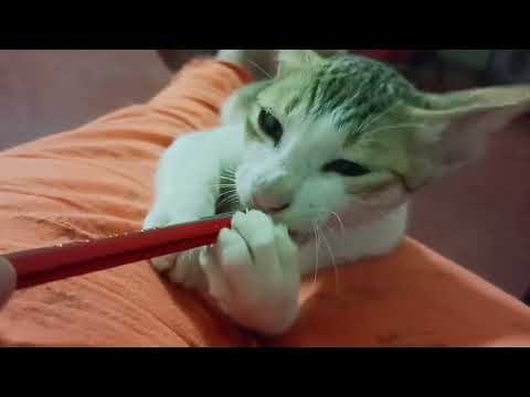 cute cat videos to make you happy........#trending #youtube #cat  #cats
