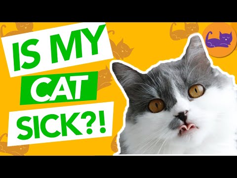 Does My Cat Have a Cold? - Cold Symptoms and How to Help!