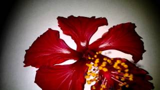 Carbon Based Lifeforms - Photosynthesis [HD Video]