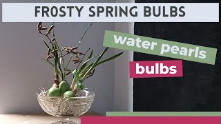 Frosty spring bulbs