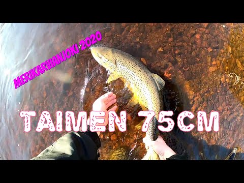 Taimen 75cm | Merikarvianjoki 2020 | Kalastus 2020