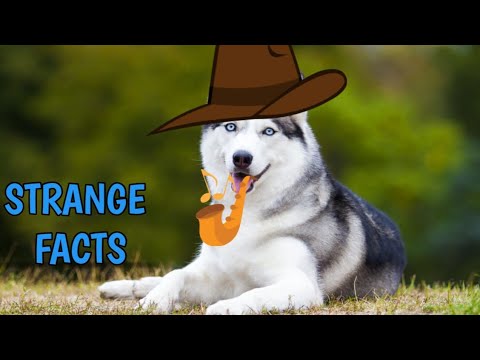 Strange Facts About Dogs #facts #wildlife #ytvideoshorts