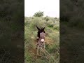 Donkeys Donkeys Animals Donkeys