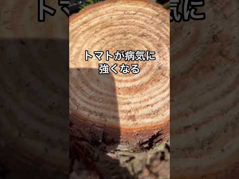 杭を使ってトマトを育てる：その理由と方法！  庭園