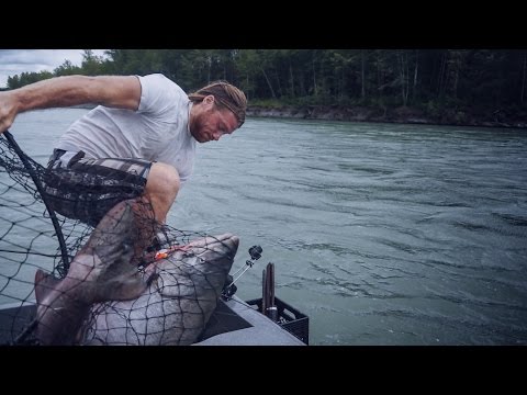 Giant 60 Pound King Salmon Almost Knocks Guy in Water