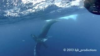 preview picture of video 'Beat J Korner - Humpback whales underwater off the coast of Lahaina, Maui (2013), GoPro Hero2'