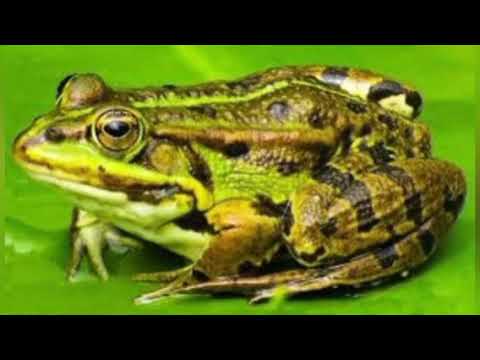 real sound frog sound yar UK ka