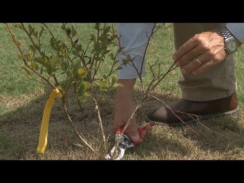 download lagu mp3 mp4 Blueberry Plants In Pots Winter, download lagu Blueberry Plants In Pots Winter gratis, unduh video klip Blueberry Plants In Pots Winter