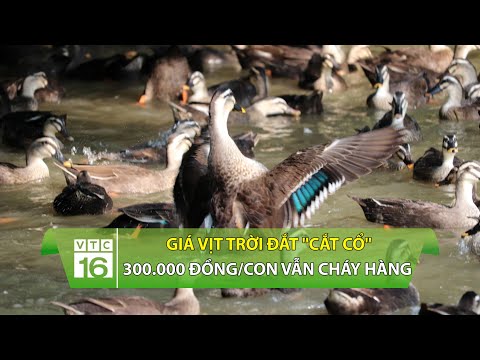 , title : 'Giá vịt trời đắt "cắt cổ": 300.000 đồng/con vẫn cháy hàng | VTC16'