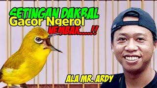 Download lagu Rawatan Pleci Dakbal Agar Cepat Gacor Ngalas Ngerol Ala Om Ardi KPC mp3