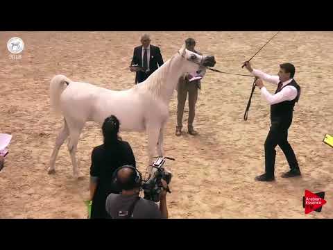 N.58 QUESTURAT AL FAWAZ - SEWC 2018 - Senior Mares (Class 3B)