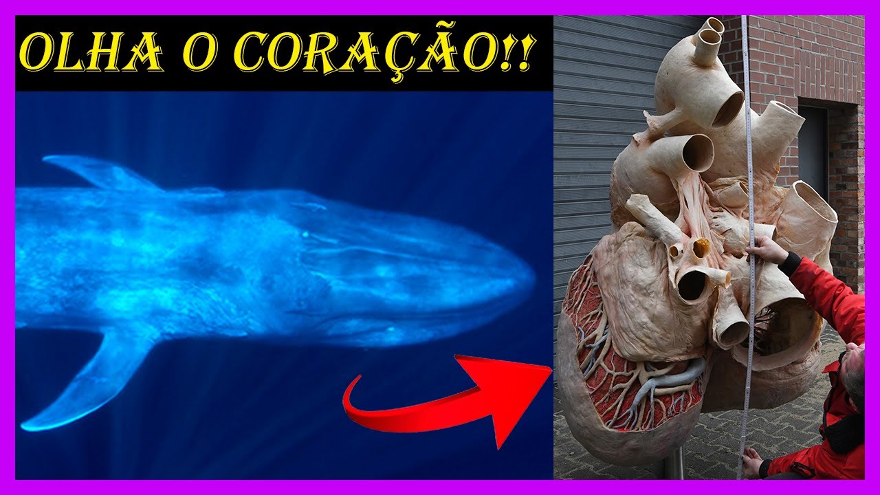 TUDO sobre a BALEIA AZUL: maior animal do mundo?
