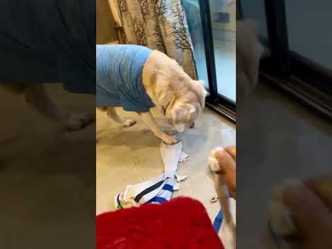 #dog #doglover #funnyanimal #dogs #animals  #love #dogsofinstagram #dogshorts #doglovers #instagram