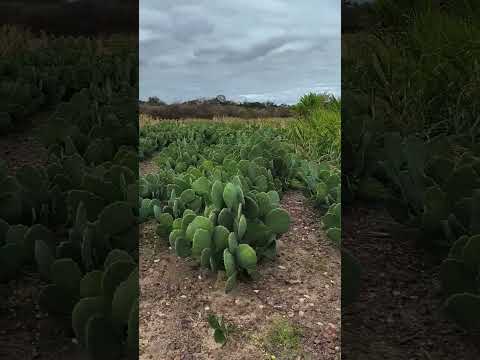 pasto produzido com água de poço em Dormentes Pernambuco.