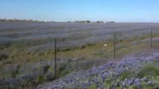 preview picture of video '2012 Ennis Bluebonnets | Mach Road Field of Dreams'