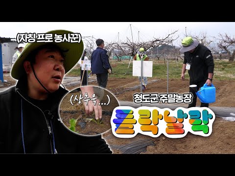 청도 주무관 주말에 삽질하다(?)ㅣ청도 주말농장 들락날락